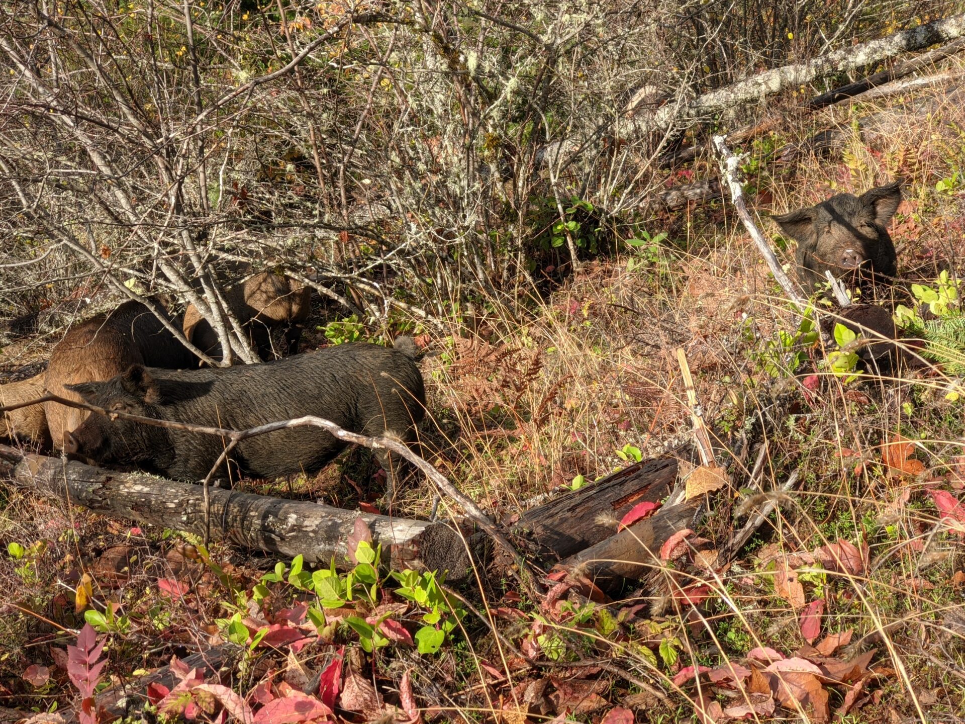 Moving Pigs Back to Poop Hill - Sasquatch Wallows