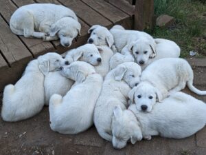 Akbash Puppies